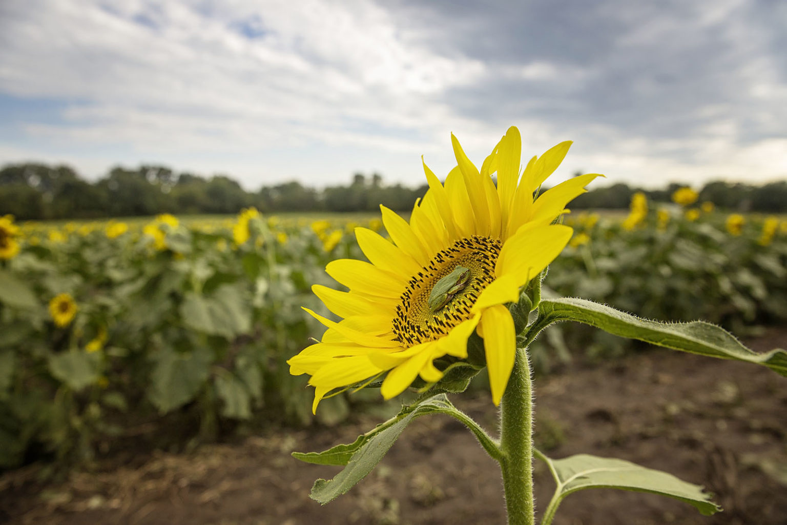 Sunflower Mini Sessions! - littleleapling.com