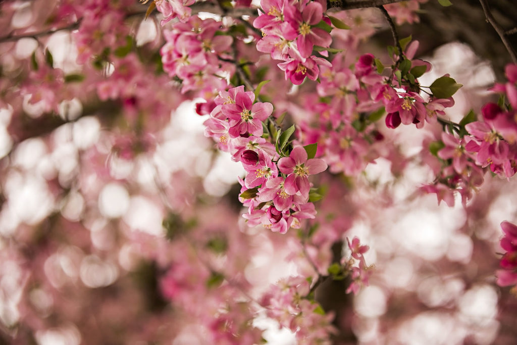 flowering-trees-manhattan-ks