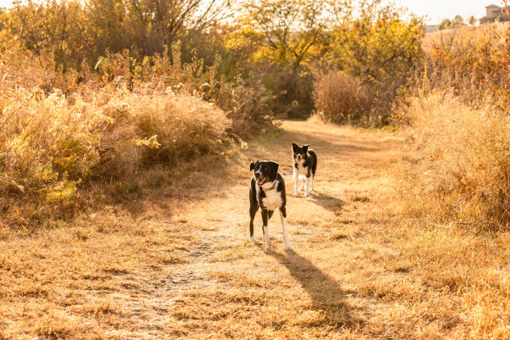 marlatt-park-dogs