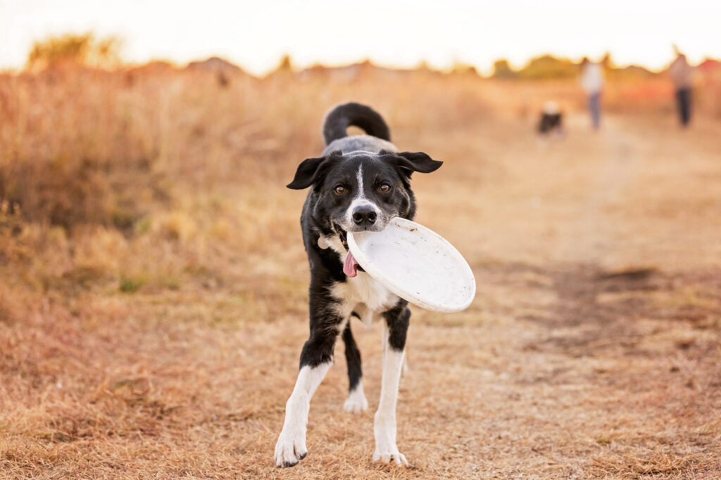 no-leash-parks-manhattan-ks