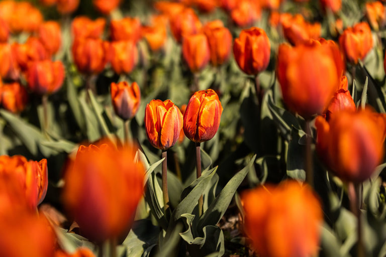 Ward Meade Park Topeka, KS