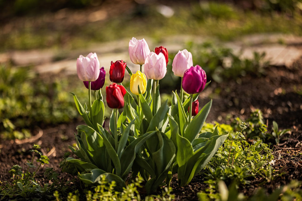topeka-tulips-at-twilight