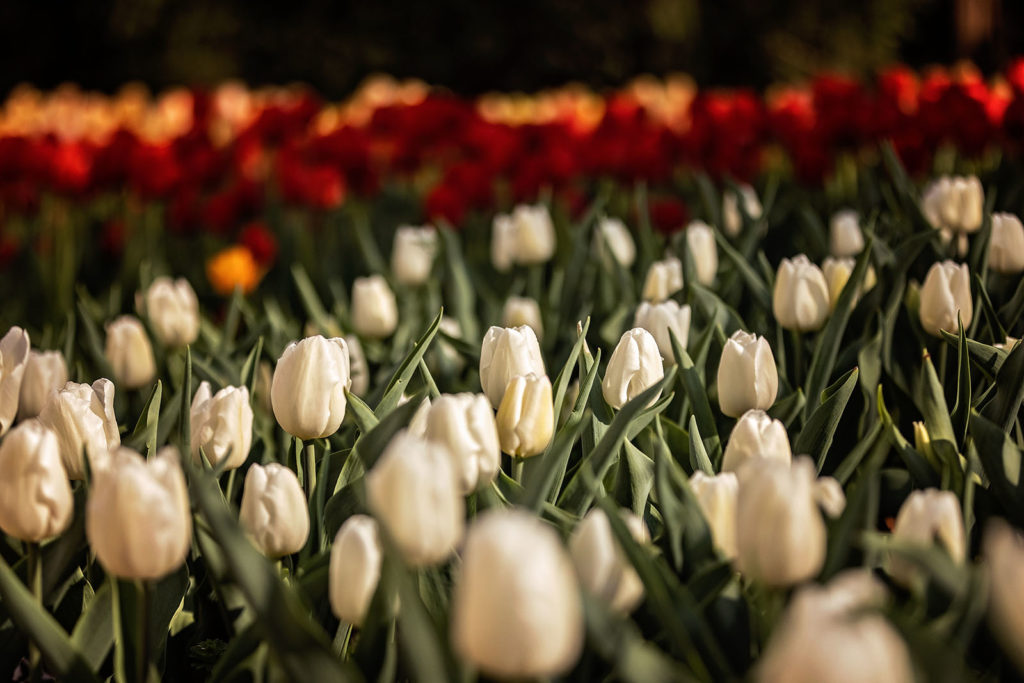 ward-meade-park-tulips-at-twilight