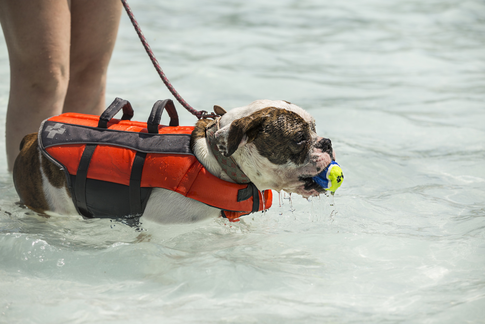 dog-floaties-pool