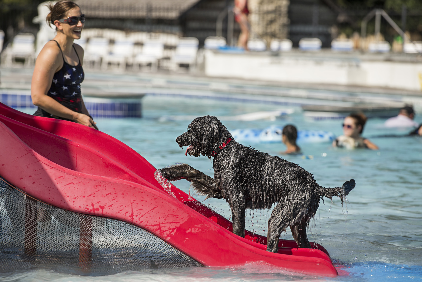dog-on-water-slide