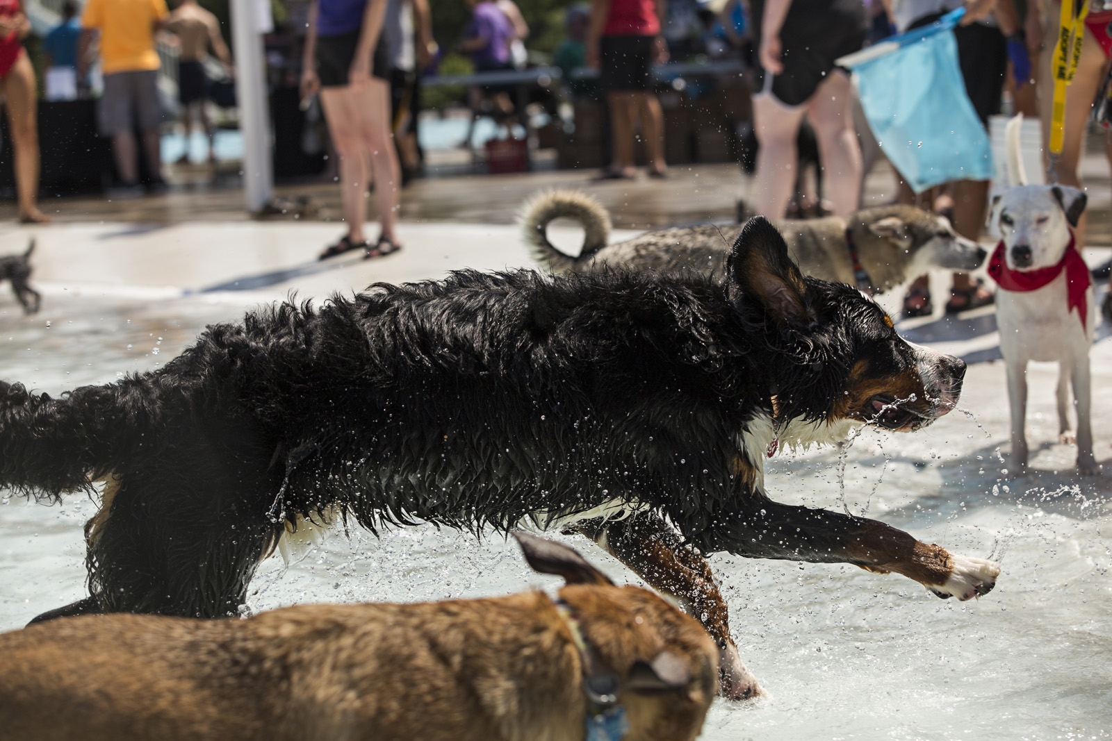 dogs-running-at-pool