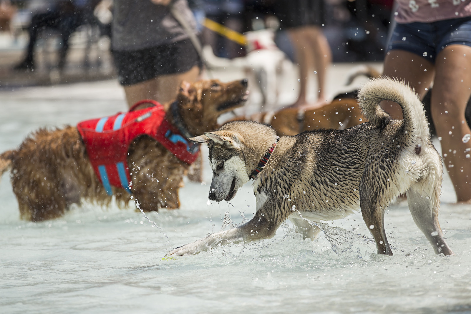 playful-dogs-at-pool