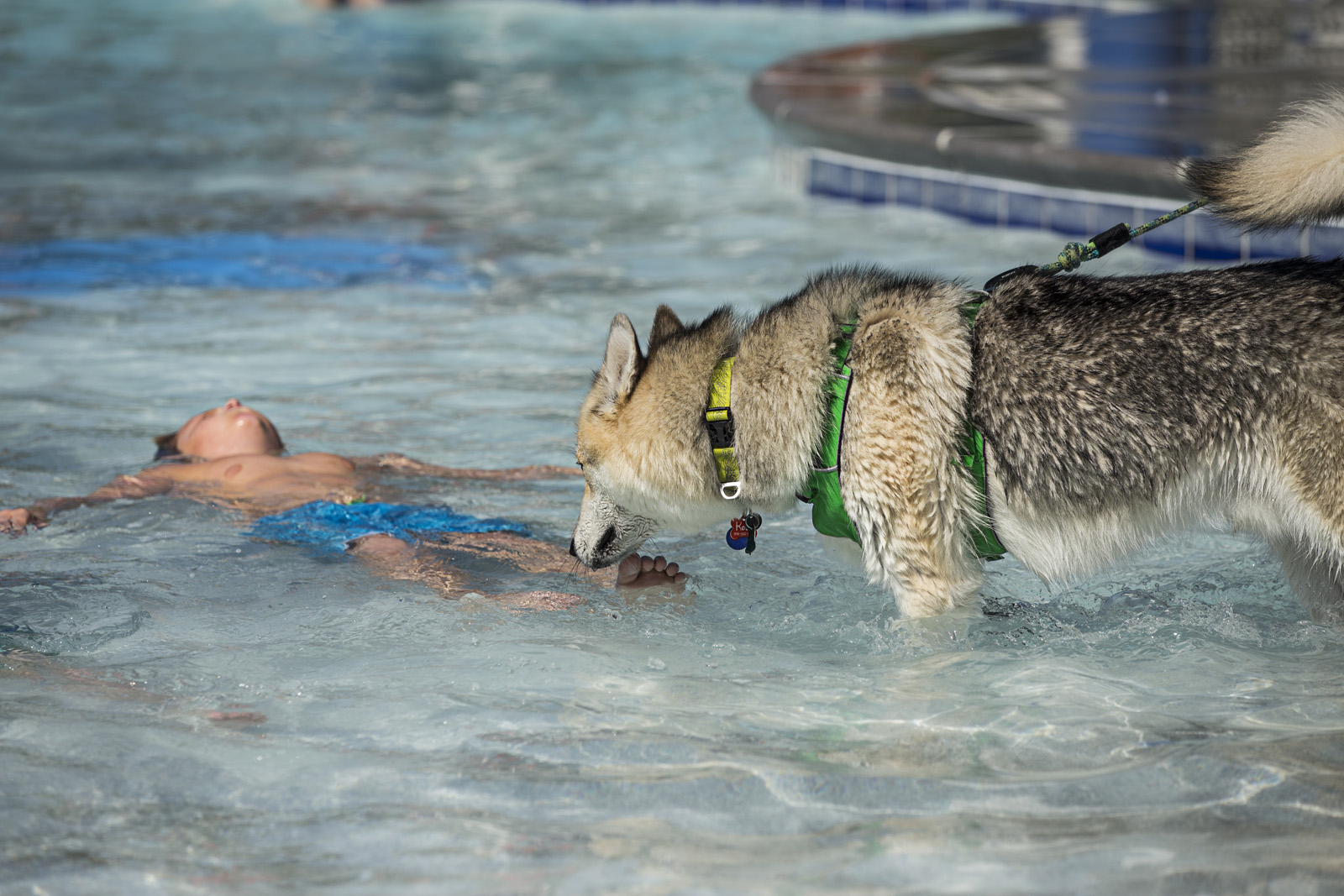 rescue-dog-pet-poolooza
