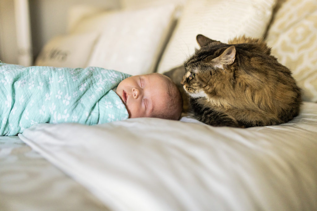 cats-and-babies