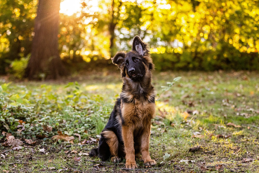 5-month-old-german-shepherd
