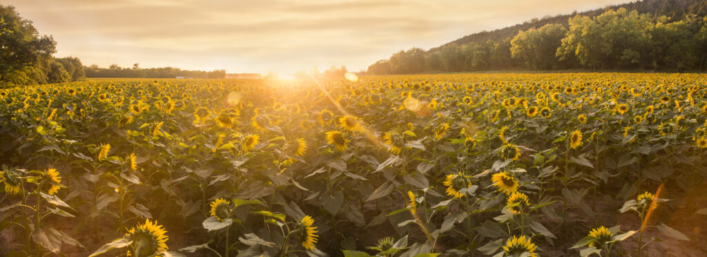 Manhattan KS sunflowers