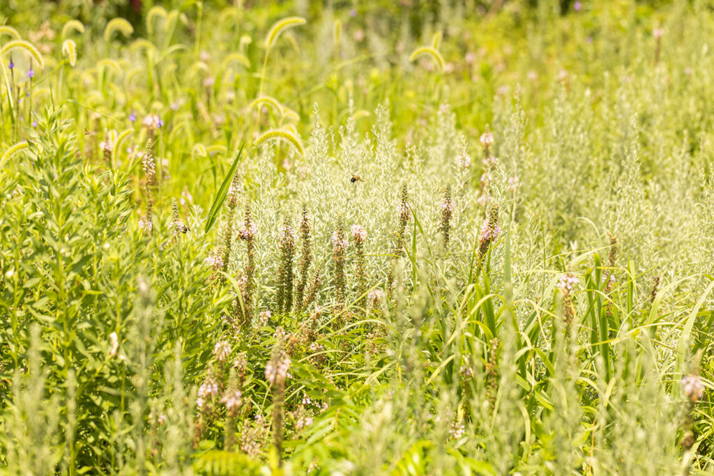 kansas-tallgrass-summer
