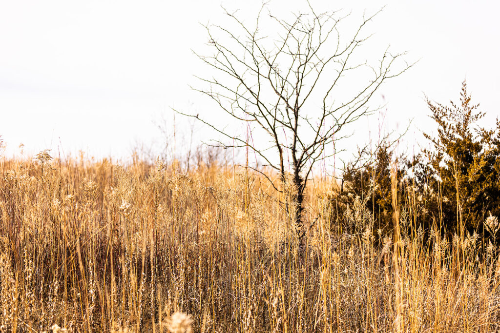 kansas-tallgrass-winter