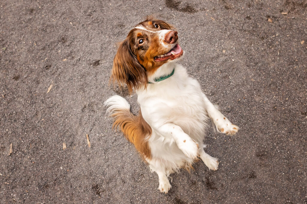 dog-portraits-nyc