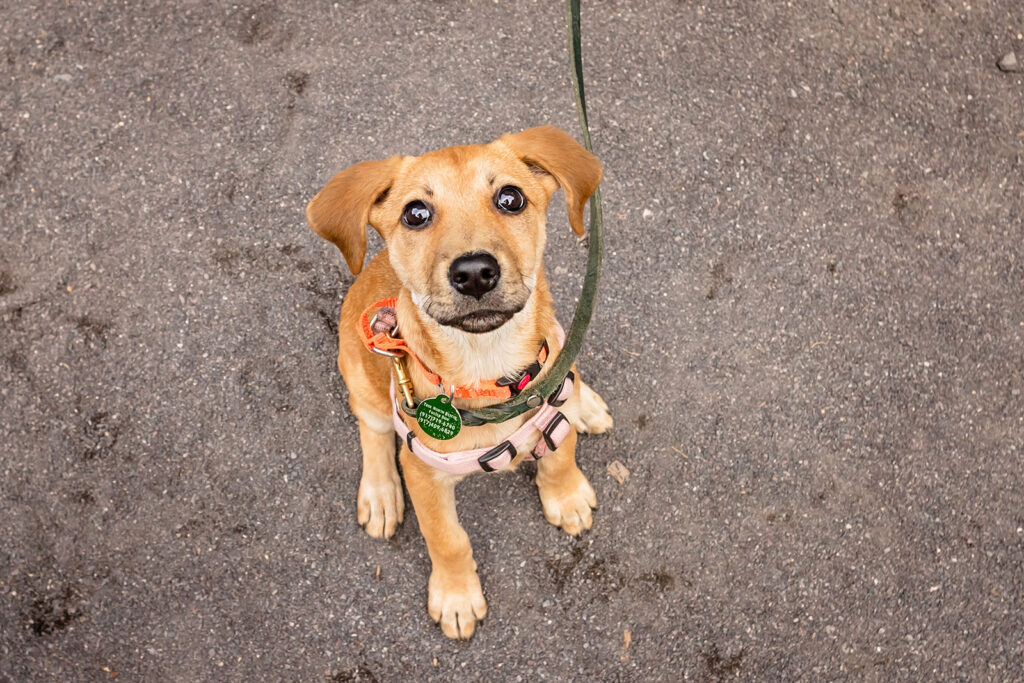 puppy-portaits-little-leapling-photography