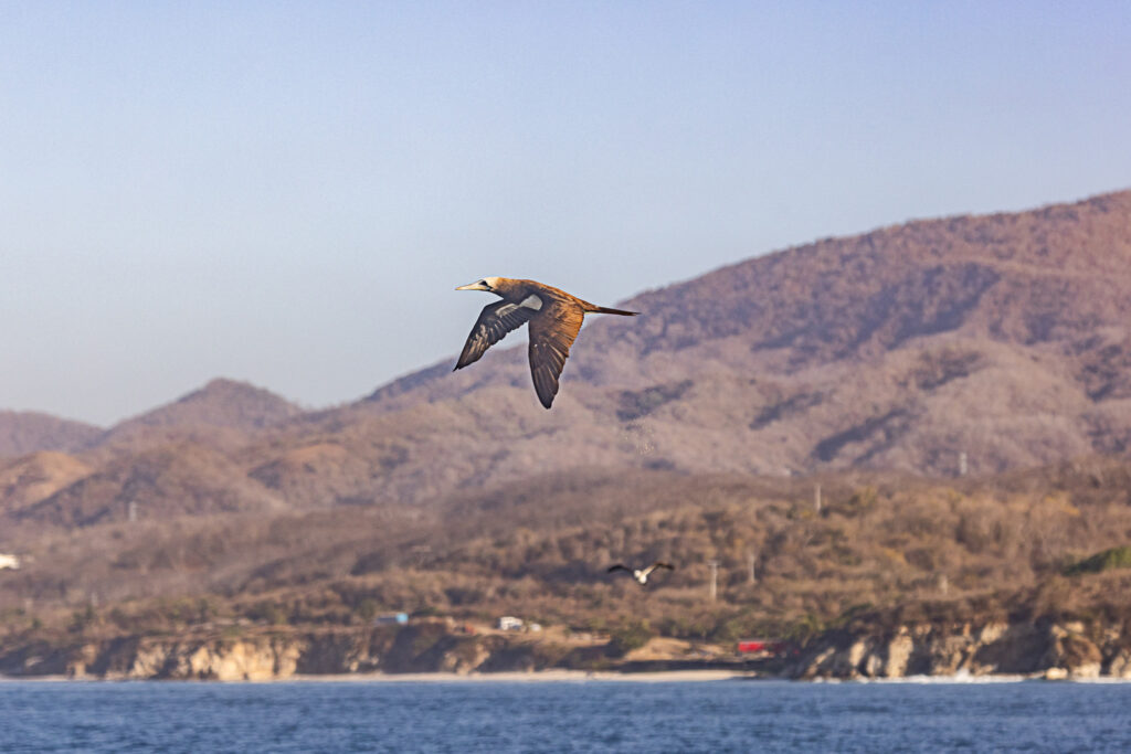 booby-in-flight