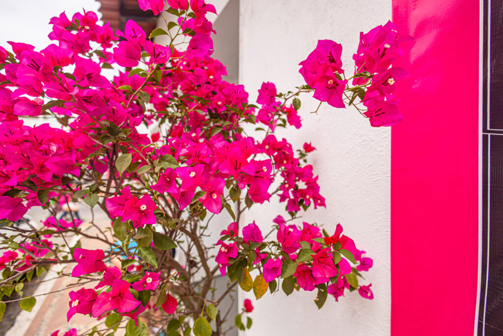 bougainvillea-puerto-vallarta