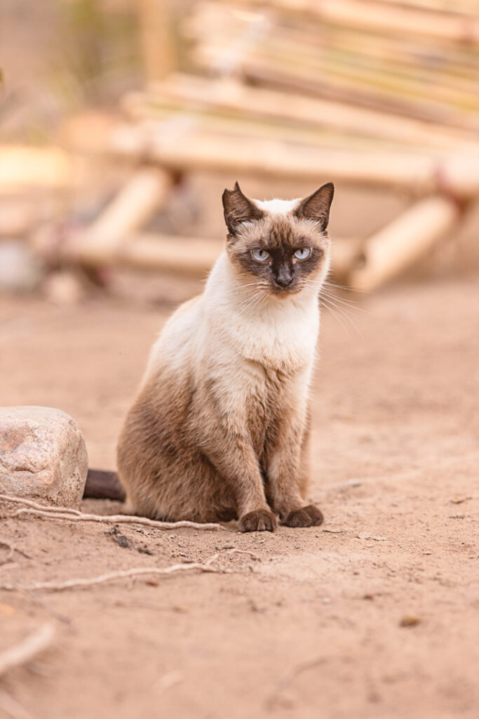 puerto-vallarta-cats