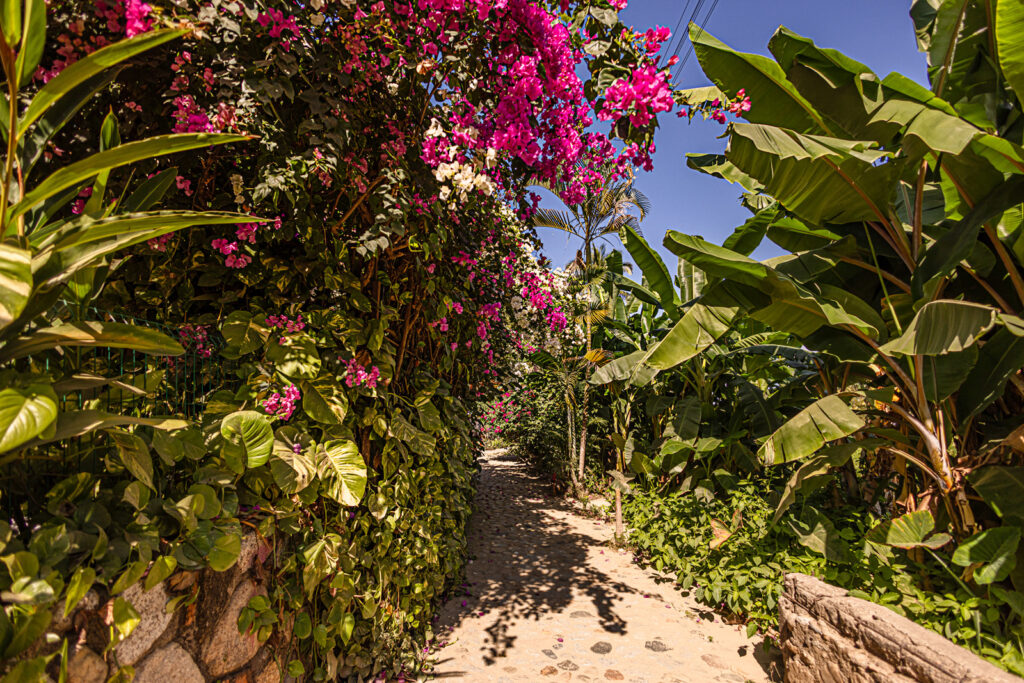 5937-jungle-path
