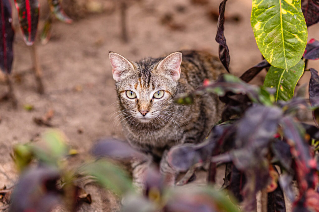 cuale-river-island-cat