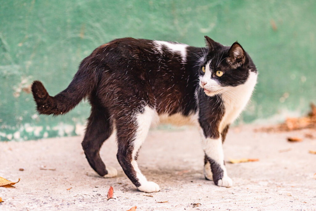 mexico-cats