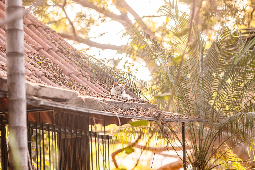 rico-indian-cat-roof
