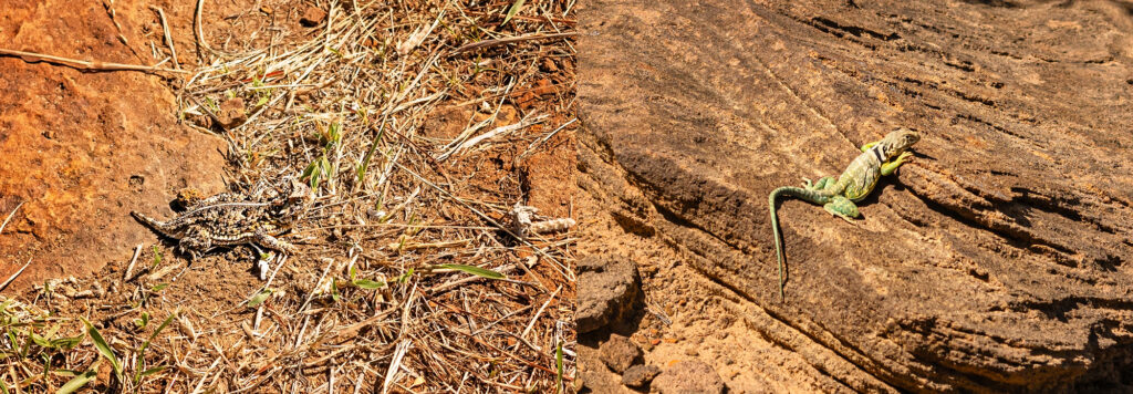 east-loop-lizards