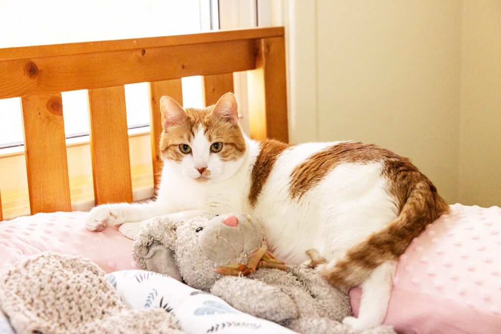 including-pets-in-low-lighting