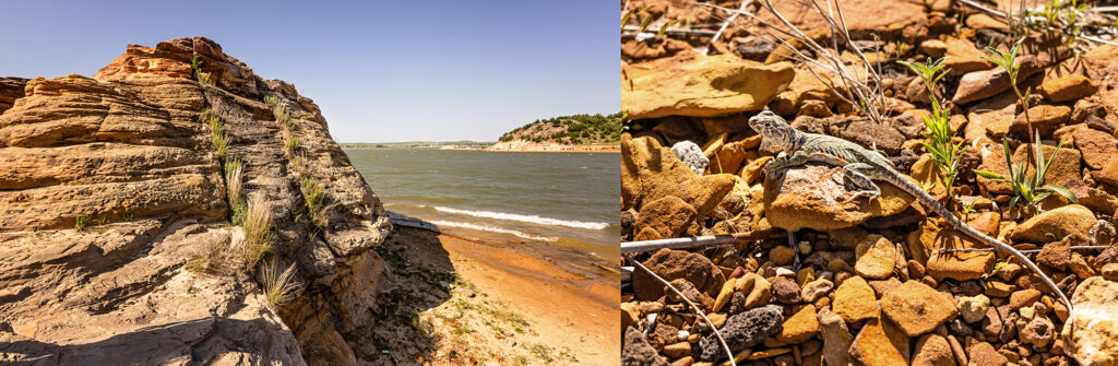 wilson-state-park-lizards