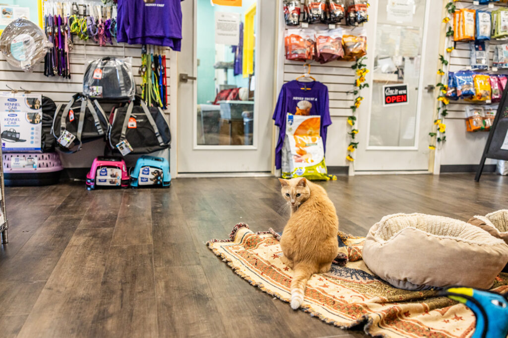 sunflower-pet-store-cat