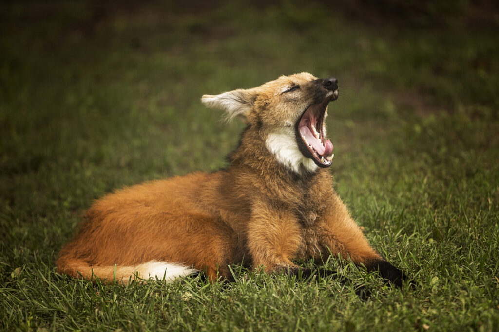 great-maned-wolf-mhk