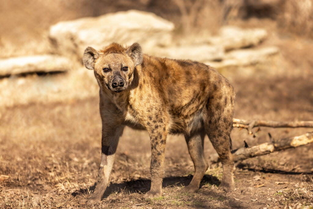 hyena-at-sunset-zoo