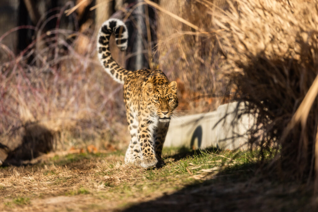 amur-leopard-annika