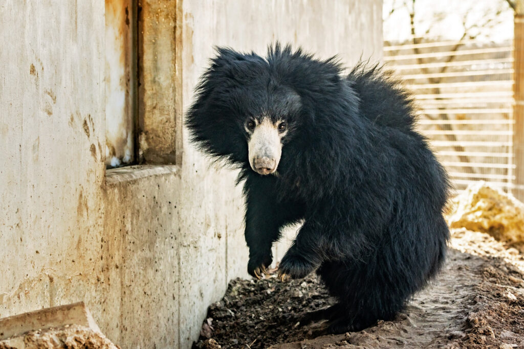 sloth-bear-at-sunset-zoo