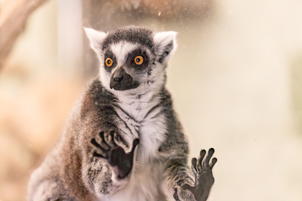 sunset-zoo-mhk-lemur