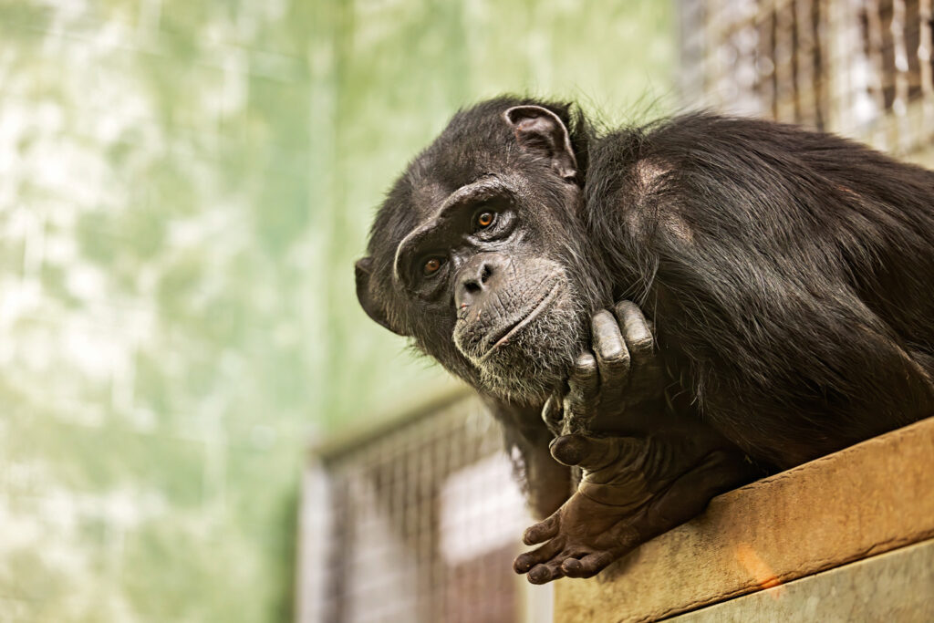 indoor-chimpanzee-sunset-zoo