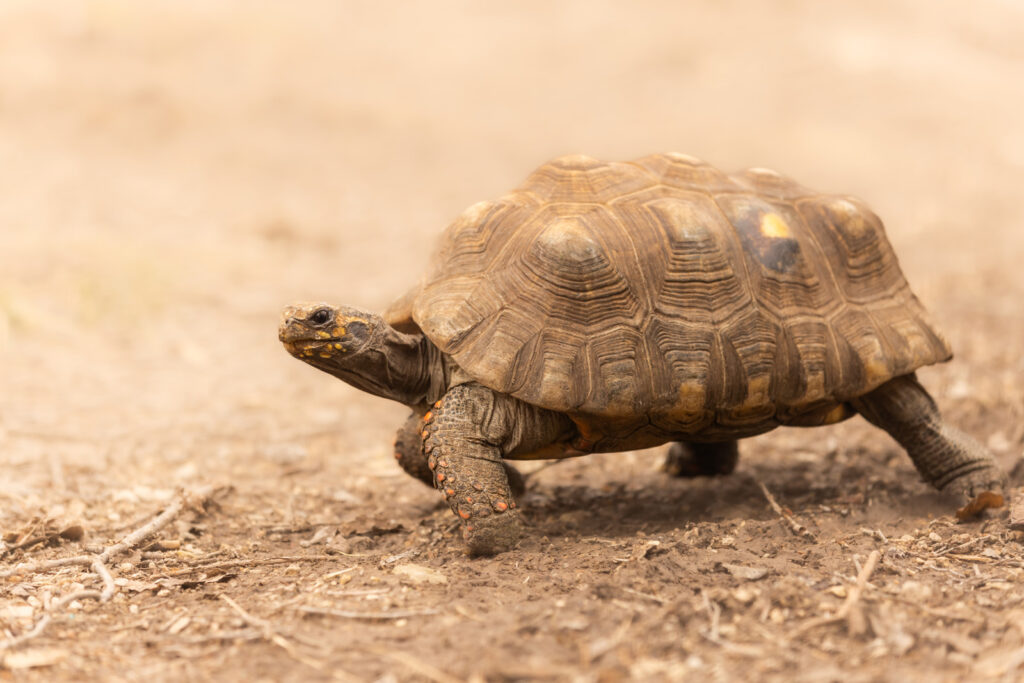 tortoise-at-sunset-zoo