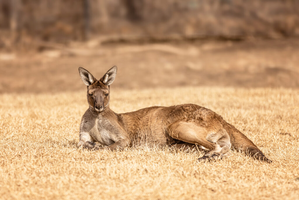 sunset-zoo-kangaroo