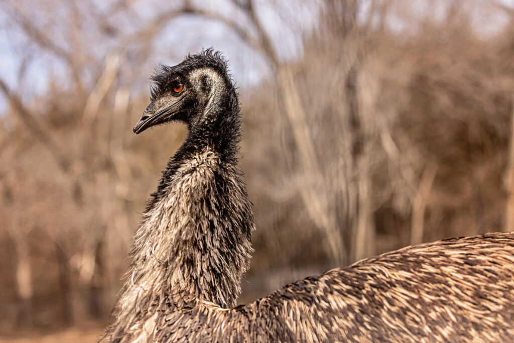 mhk-zoo-emu