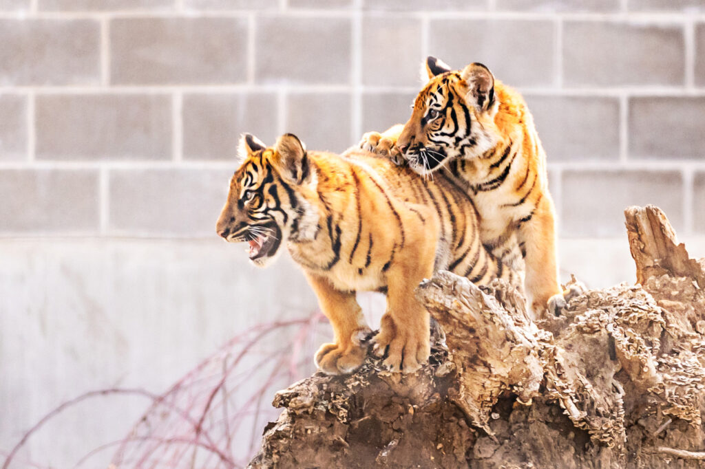 tiger-cubs-at-sunset-zoo