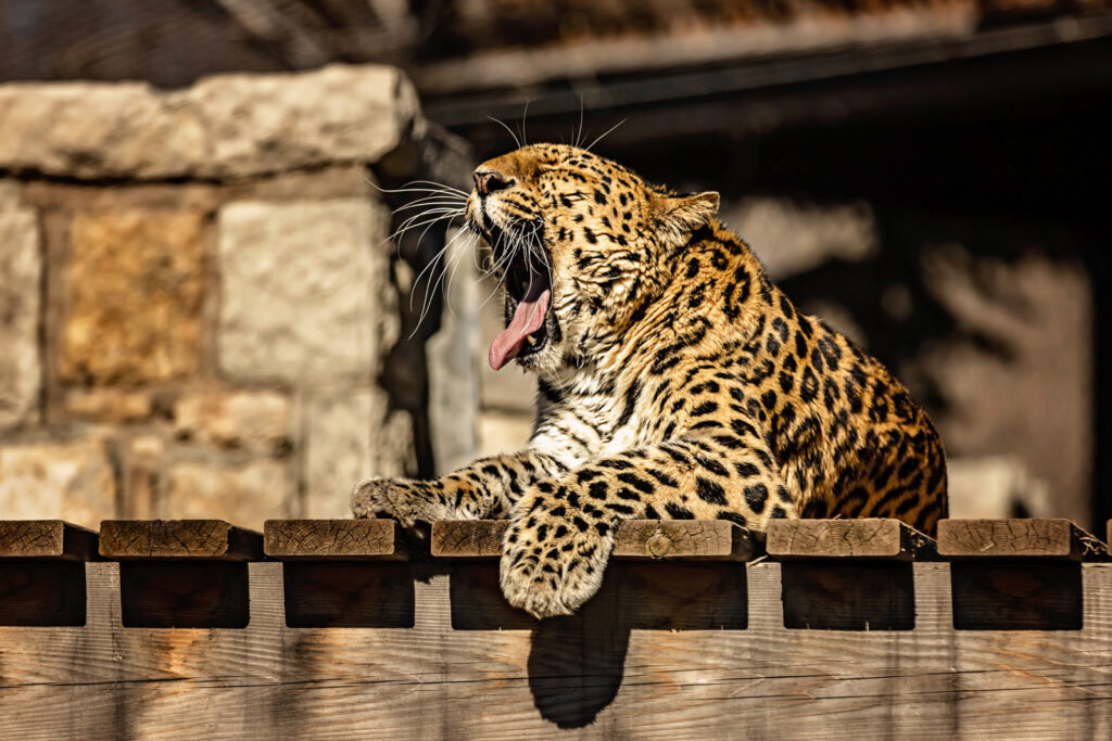 amur-yawning