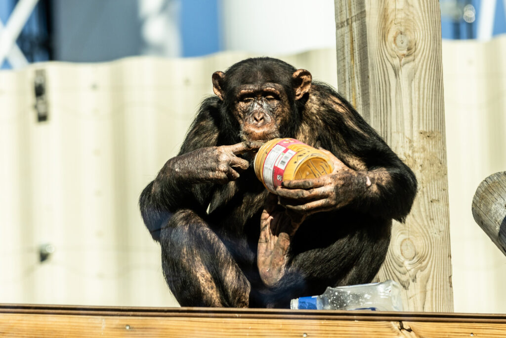 chimp-feeding