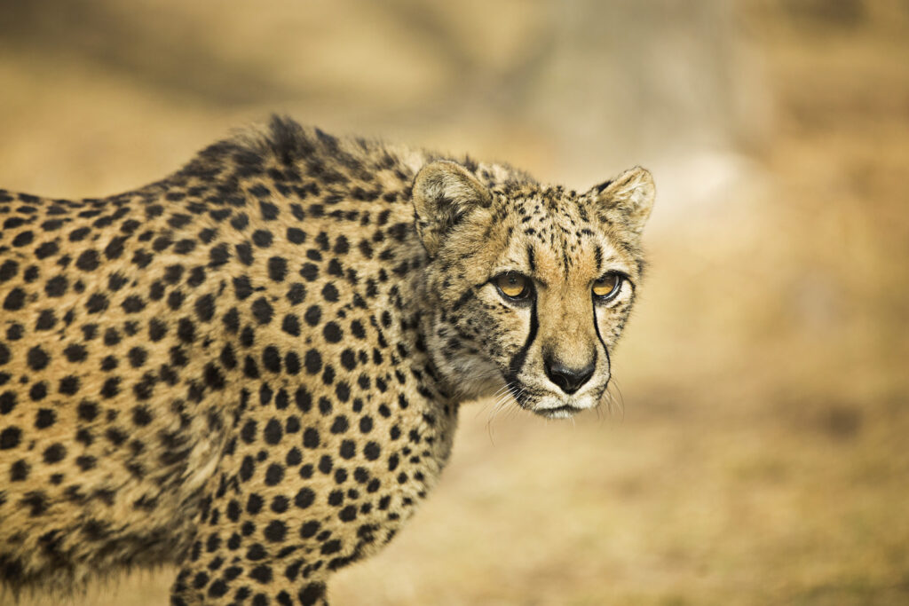 cheetah-close-up