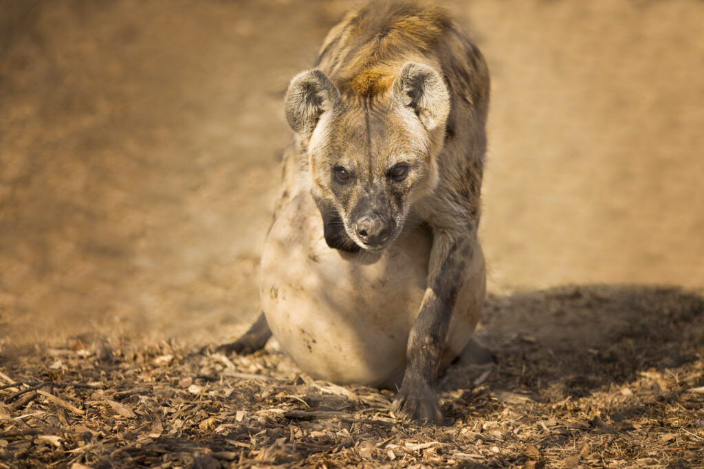 hyena-playing