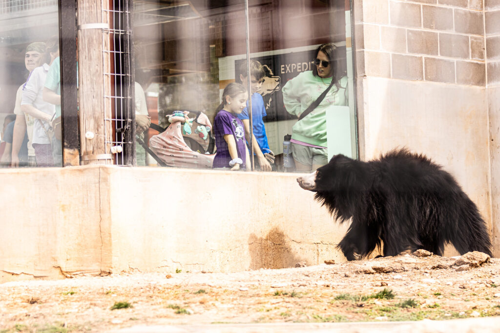 sloth-bear-visitors