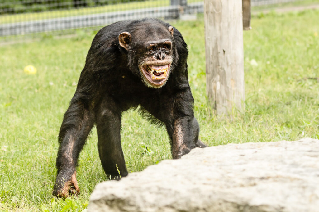playful-chimp