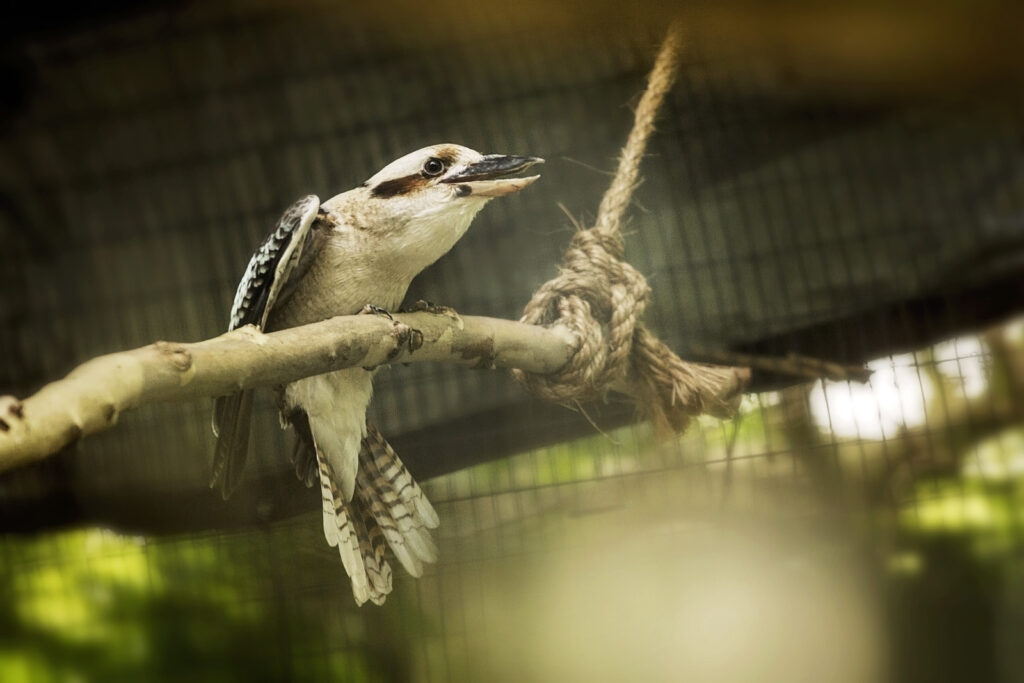 sunset-zoo-kookaburra
