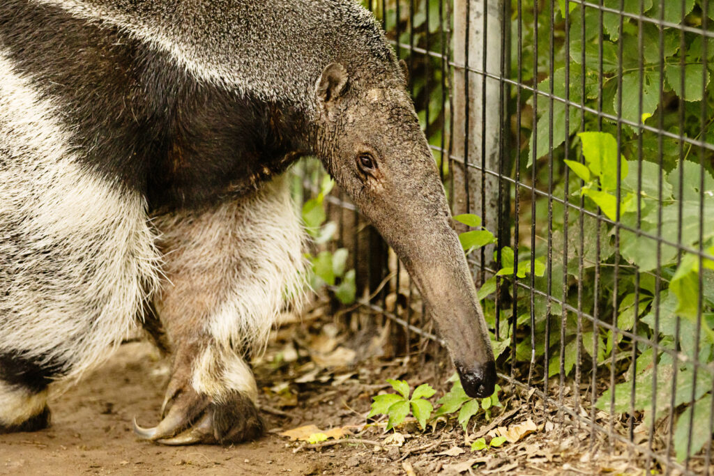 anteater-close-up