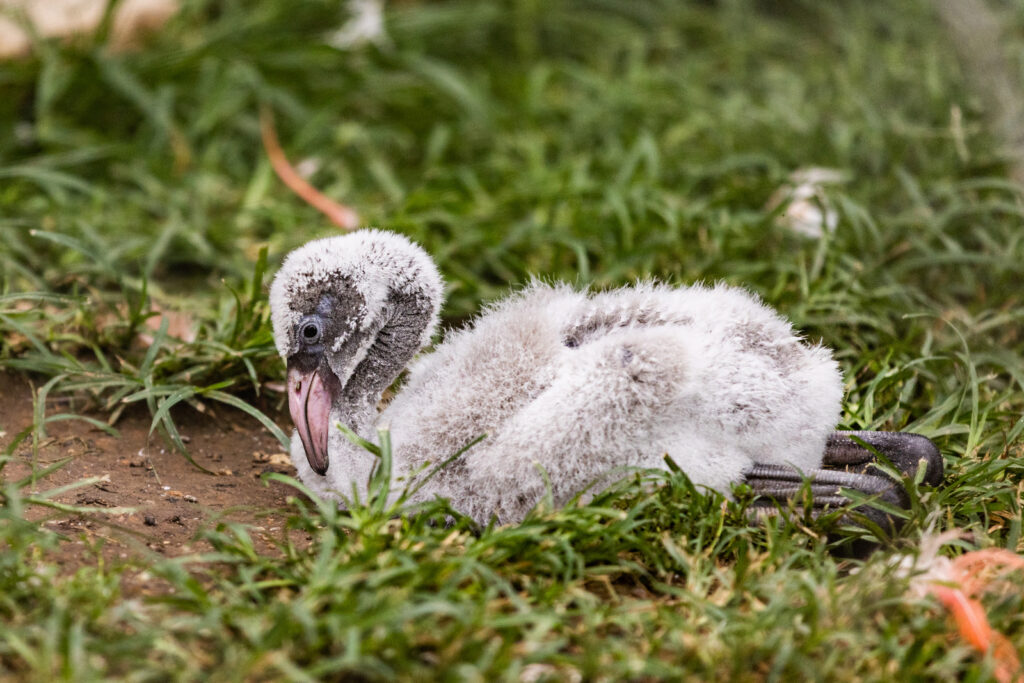 baby-flamingo-sunset-zoo