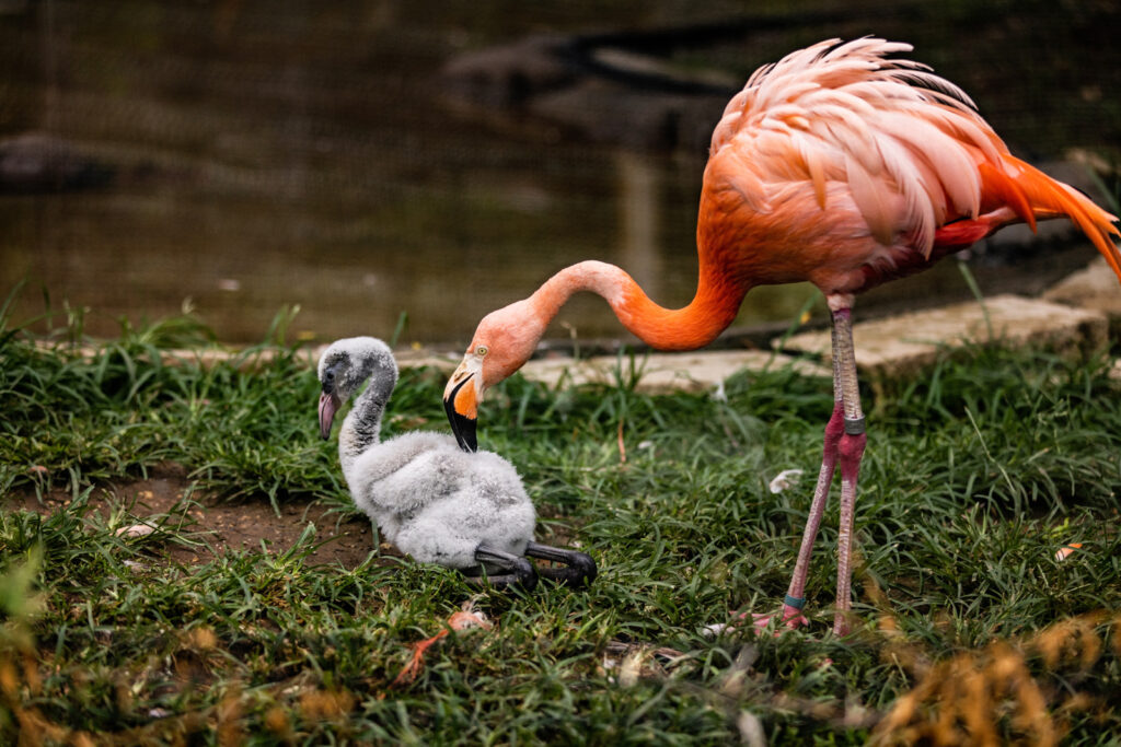 mom-and-baby-flamingo